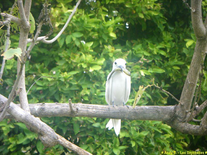 En route vers Bird Island - hotel - ile - nature (35).JPG